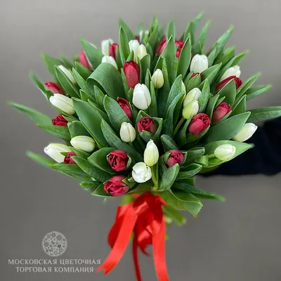 Купить 51 белый тюльпан в коробке с доставкой Днепр| в Интернет-магазине  цветов Royal-Flowers