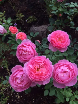 Rosa 'Mister Lincoln' (Hybrid Tea) - Devil Mountain Wholesale Nursery