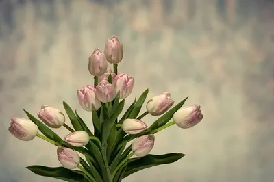 Названы лучшие варианты цветов для подарка на 8 Марта — Секрет фирмы