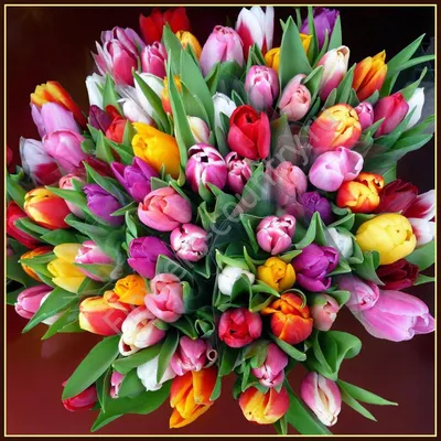 700 000 тюльпанов – на день 8 Марта! С праздником, любимые женщины! » Литва  на русском языке (новости в Литве)