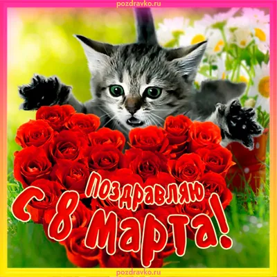 Картинка поздравляю с 8 марта с котиком и цветами — скачать бесплатно