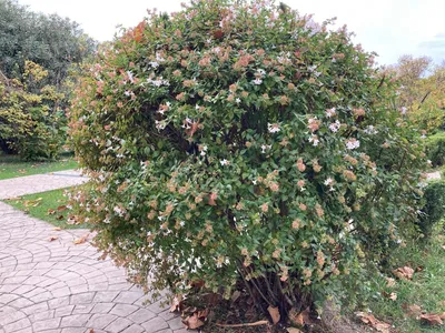 Абелия крупноцветковая Abelia × grandiflora (Rovelli ex André) Rehder |  Кавказский государственный природный биосферный заповедник имени  Х.Г.Шапошникова