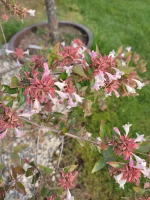 Коллекционный объект БСИ ДВО РАН: Abelia Х grandiflora (Абелия  крупноцветковая)