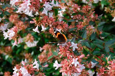 Абелія grandiflora \"Kaleidoscope\". Абелия крупноцветковая \"Калейдоскоп\".  Abelia grandiflora \"Kaleidoscope\". (ID#1441958307), цена: 550 ₴, купить на  Prom.ua