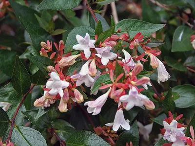 Абелия Edward goucher - Абелия - GardenPlants