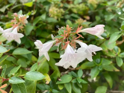 Абелия крупноцветковая Abelia × grandiflora (Rovelli ex André) Rehder |  Кавказский государственный природный биосферный заповедник имени  Х.Г.Шапошникова