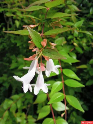 Абелия крупноцветковая Abelia × grandiflora (Rovelli ex André) Rehder |  Кавказский государственный природный биосферный заповедник имени  Х.Г.Шапошникова