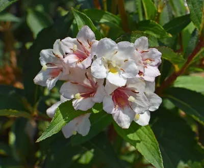 HarFasl | Садовый центр on Instagram: \"Abelia × grandiflora 'Edward  Goucher' — Абелия крупноцветковая \"Эдвард Гаучер\" Названо было в честь  Кларка Абеля, английского доктора и исследователя, который до 19 века  работал в