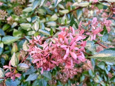 Абелия крупноцветковая (Abelia grandiflora) | Цветы домашние | Дзен