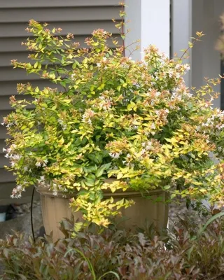 Абелия двуцветковая – Abelia biflora Turcz. | PangaEarth