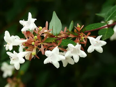 Abelia x grandiflora (Rovelli ex André) Rehder, Абелия Крупноцветковая  (Mediterranean ornamental trees) - Pl@ntNet identify