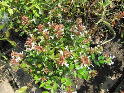 Абелия крупноцветковая - Abelia grandiflora compacta nana (CAPRIFOLIACEAE)  - SMS Marmara Group