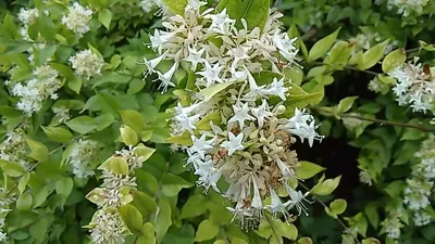 Вертикордия — Абелия крупноцветковая \"Sunshine Daydream\" (Abelia  grandiflora)