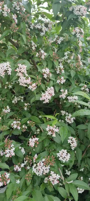 Abelia × grandiflora — Абелия крупноцветковая и крупномеры купить в  Краснодаре - описание сорта и фото | питомник растений Зеленый капитал