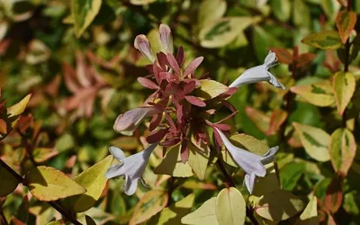 Коллекции растений ЦСБС СО РАН - Abelia × grandiflora (Ravelli ex André)  Rehderr – Абелия крупноцветковая (по новым данным Linnaea × grandiflora  (Rovelli ex André) Christenh.)