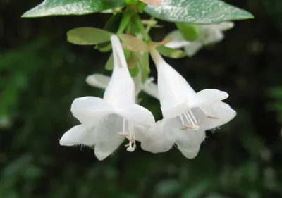 Abelia × grandiflora — Абелия крупноцветковая и крупномеры купить в  Краснодаре - описание сорта и фото | питомник растений Зеленый капитал