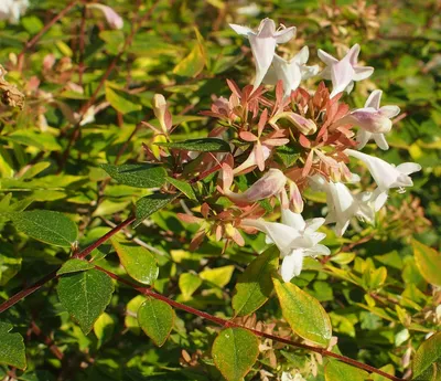 Абелия (Abelia) | Жизнь Дома | Дзен