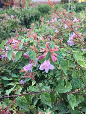 Абелия крупноцветковая - Abelia grandiflora (CAPRIFOLIACEAE) - SMS Marmara  Group