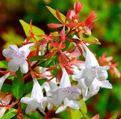 Abelia × grandiflora — Абелия крупноцветковая и крупномеры купить в  Краснодаре - описание сорта и фото | питомник растений Зеленый капитал