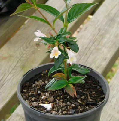 Абелия крупноцветковая - Abelia grandiflora kaleidoscope (CAPRIFOLIACEAE) -  SMS Marmara Group