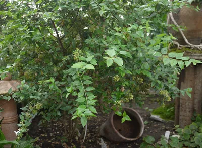 Абелия крупноцветковая (Abelia grandiflora)