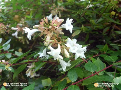 Абелия крупноцветковая - Abelia grandiflora kaleidoscope (CAPRIFOLIACEAE) -  SMS Marmara Group