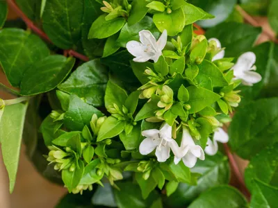 Абелия (Abelia Grandiflora 'Sparkling Silver') Купить в Симферополе |  Садовый центр Фрея, Крым