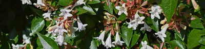 Abelia × grandiflora - Изображение особи - Плантариум