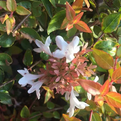 Абелия крупноцветковая Компакта Abelia grandiflora Compacta - Флора Ленд