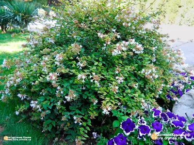 Abelia × grandiflora 'Edward Goucher' — Абелия крупноцветковая \"Эдвард  Гаучер\" и крупномеры купить в Краснодаре - описание сорта и фото | питомник  растений Зеленый капитал