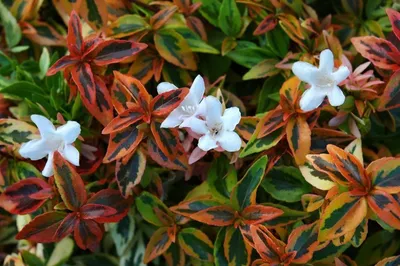 Абелия крупноцветковая - Abelia grandiflora (CAPRIFOLIACEAE) - SMS Marmara  Group