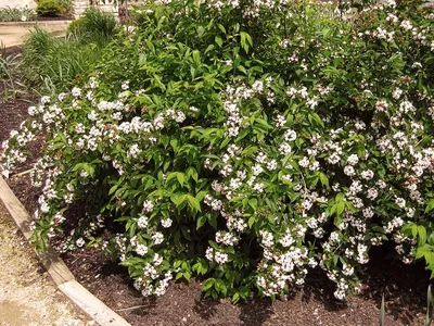 Абелия крупноцветковая - Abelia grandiflora (CAPRIFOLIACEAE) - SMS Marmara  Group