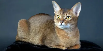 Картинка Абисинской кошки со слегка рыжим мехом