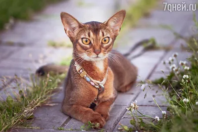 Изображение Абисинской кошки, являющейся самой стародавней породой