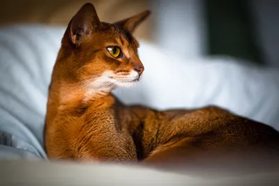Картинка Абисинской кошки с нежной шерстью