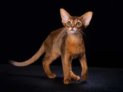 Изображение Абисинской кошки в алмазных глазах