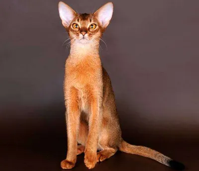 Картинка Абисинской кошки с грациозными движениями