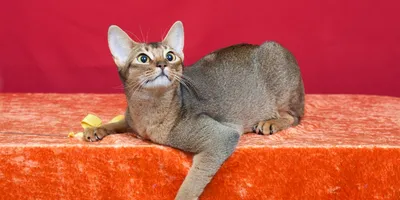 Фото Абисинской кошки, показывающей свою изящность