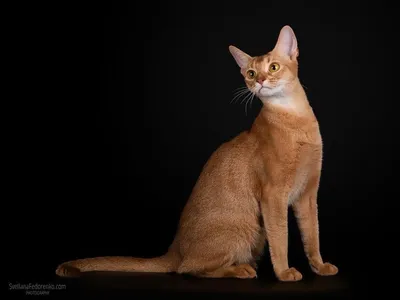 Фото Абисинской кошки, воплощающей грацию