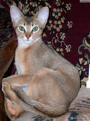 Фото Абисинской кошки с необычной окраской