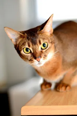 Картинка Абисинской кошки, становящейся настоящей частью семьи