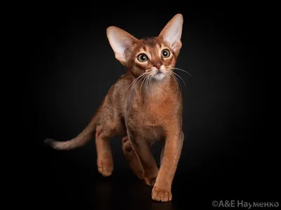 Фото Абиссинская кошка окрас соррель: скачать для домашней страницы