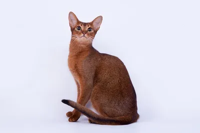 Абиссинская кошка окрас соррель: изображение для фона экрана