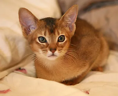 Абиссинская кошка окрас соррель: качественные фото