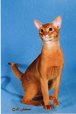 Абиссинская кошка окрас соррель: фото с удивительными цветами
