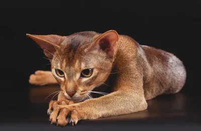 Фото Абиссинской кошки окрас соррель: скачать png для дизайна