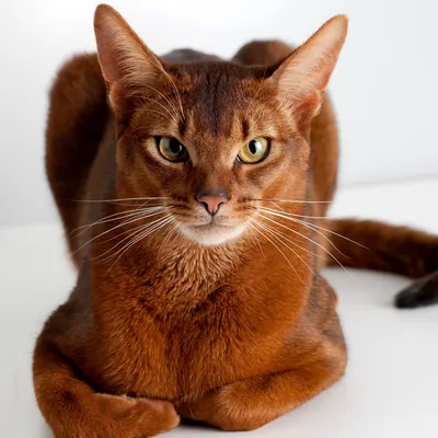 Абиссинская кошка окрас соррель: фото с живописным фоном