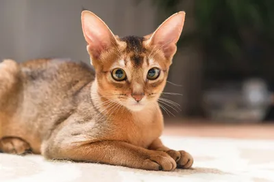 Изображение Абиссинской кошки соррель: скачать jpg бесплатно