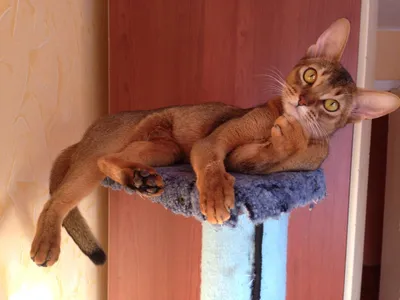 Абиссинская кошка окрас соррель: красивые фотографии в формате webp