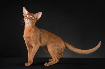 Фото Абиссинской кошки окрас соррель: скачать png с высоким качеством